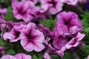 Petunia Mambo Plum Orchid Veined