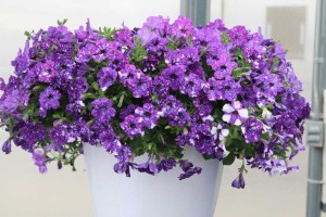 Petunia 'Night Sky' (Selecta)
