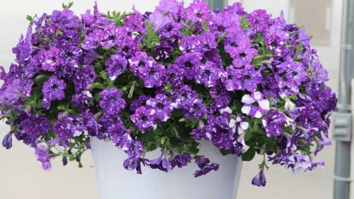Growing Tips On Petunia ‘Night Sky’ From Dan Chaney At Ivy Acres