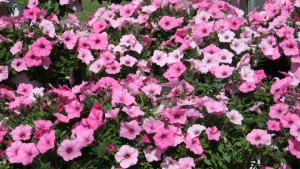 Proven Winners Funds Gardening “It Couple,” Names Plant Of The Year For 2017, And Promotes Retail Concepts