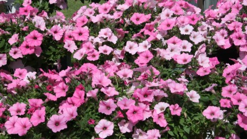 Proven Winners Funds Gardening “It Couple,” Names Plant Of The Year For 2017, And Promotes Retail Concepts