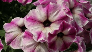 Pacific Plug & Liner Features Plenty Of New Varieties And Growing Resources During Spring Trials