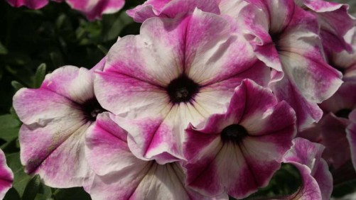 Pacific Plug & Liner Features Plenty Of New Varieties And Growing Resources During Spring Trials