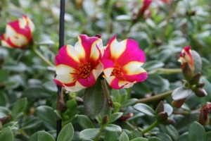 Portulaca Colorblast