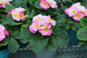 Primula ‘Sweet 16’ (Ball Ingenuity) 