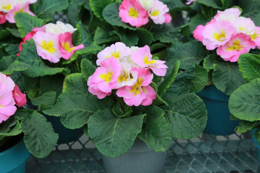 Primula ‘Sweet 16’ (Ball Ingenuity) 