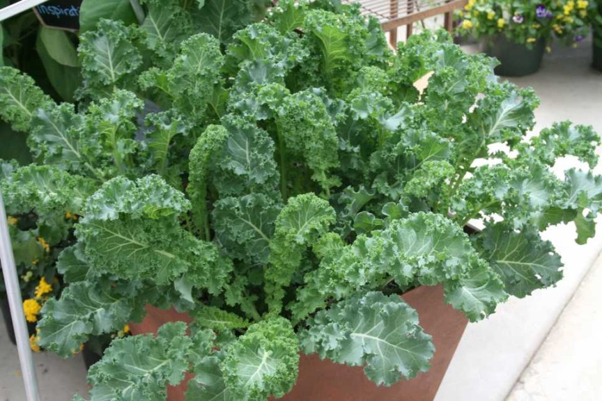 Prizm Kale Close-Up