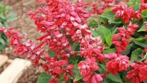 Terra Nova Nurseries Explains New Distribution Model; Kientzler Presents Expanded Product Line And Partnerships