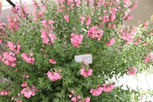 Salvia 'Syracuse'