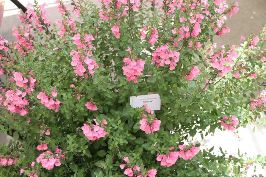 Salvia 'Syracuse'