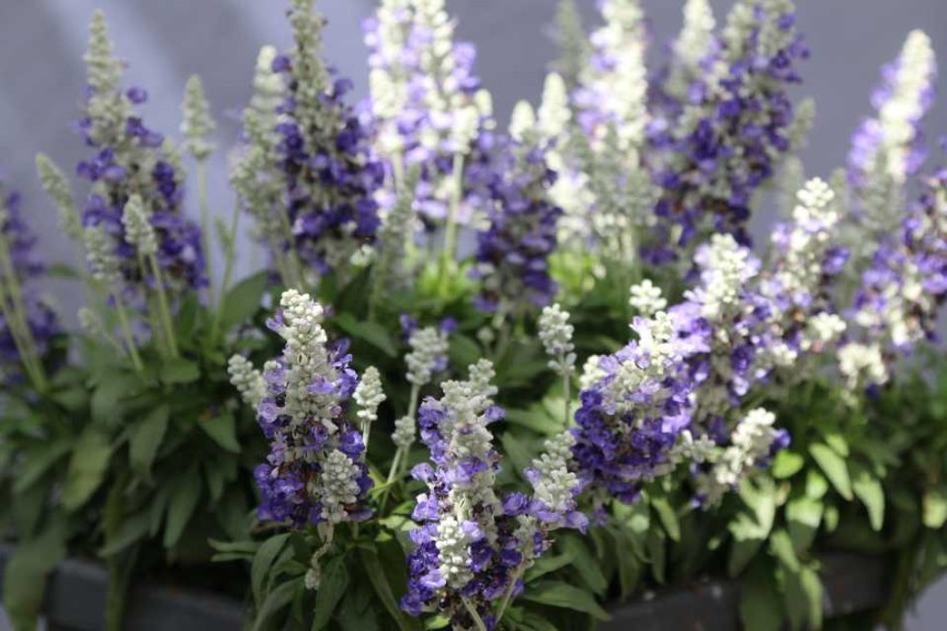 Salvia farinacea 'Farina Bicolor Blue' (Ernst Benary of America)