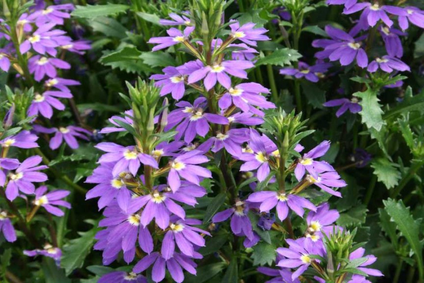 Danziger 2016 New Variety Introductions