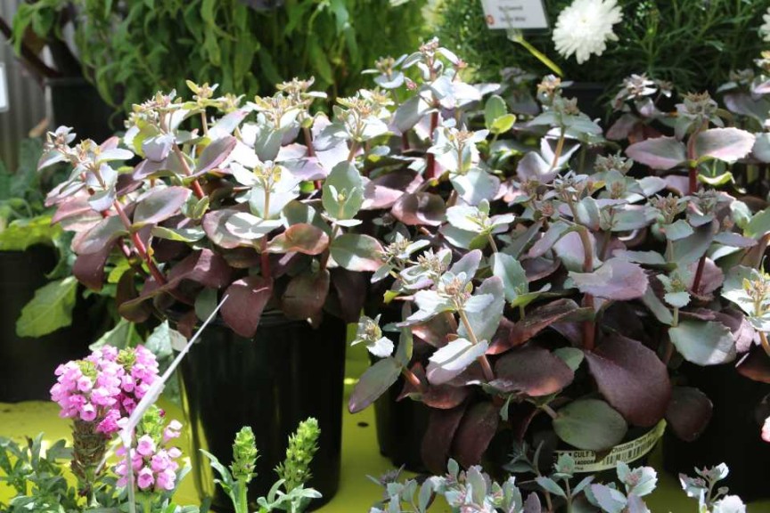 Sedum 'Chocolate Cherry'