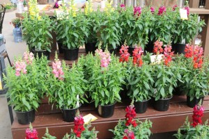 Snaptastic Snapdragon Series (Syngenta Flowers)