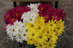Spring Mum Trio