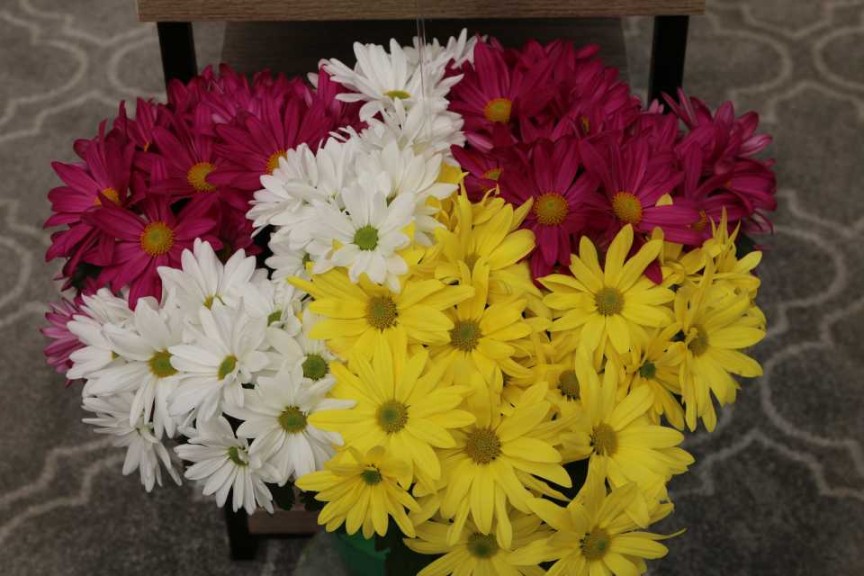 Spring Mum Trio