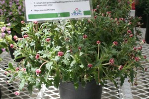 Star Balsam