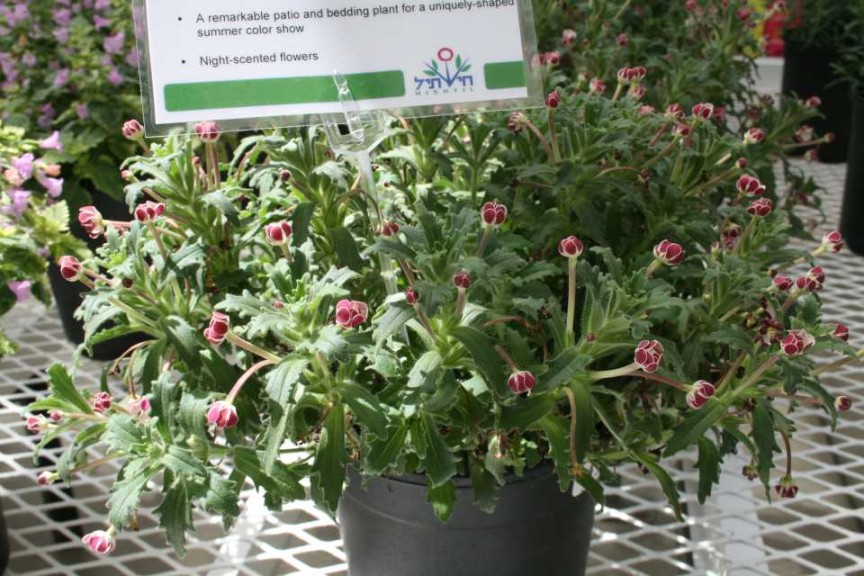 Star Balsam