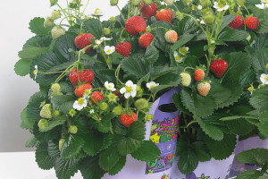 'Delizz' Strawberry (ABZ Seeds)