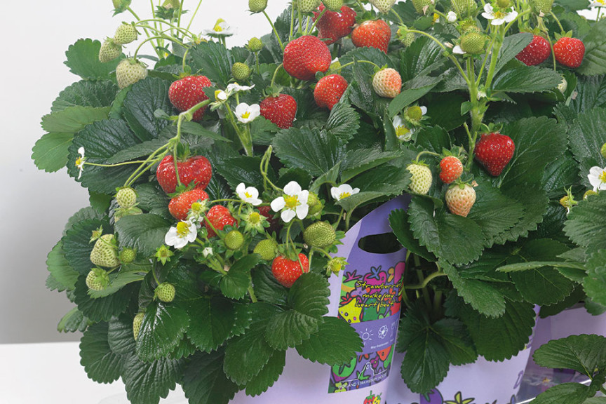 'Delizz' Strawberry (ABZ Seeds)