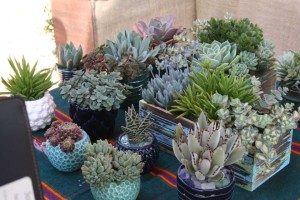 Succulent Combo Blue Sky