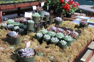 Succulents At HMA