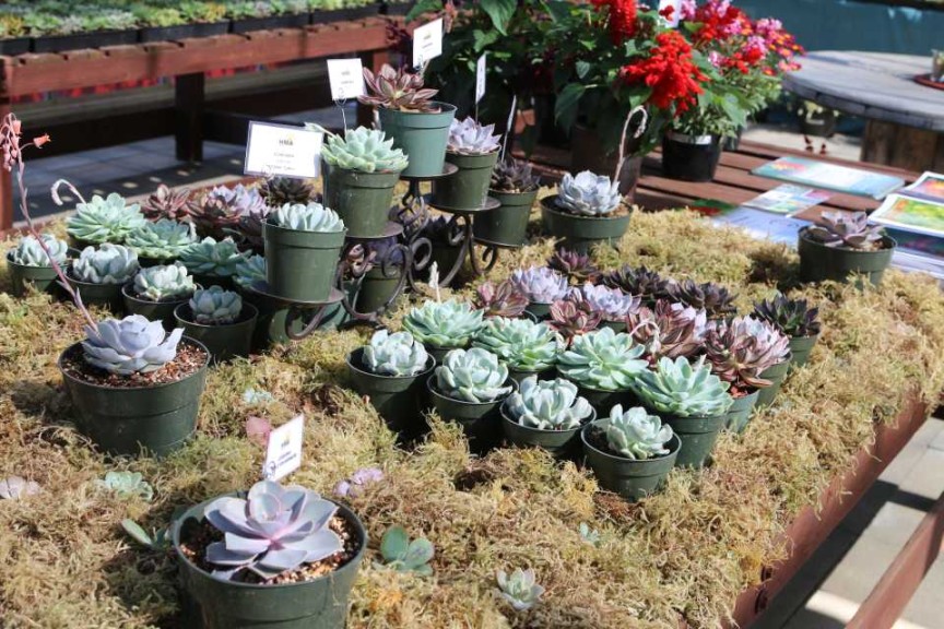 Succulents At HMA