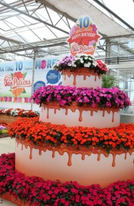 SunPatiens birthday cake at Sakata is a great concept for any celebration