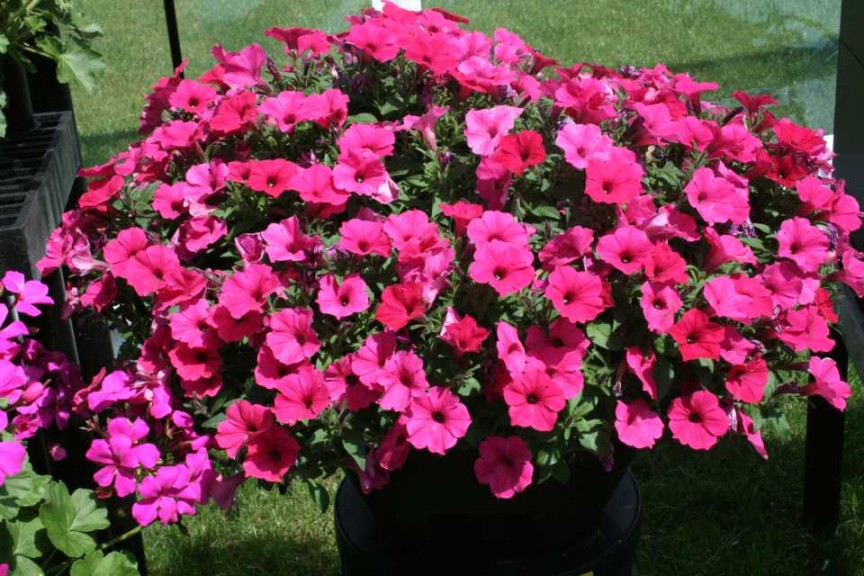 Supertunia Vista Fuchsia (Proven Winners)