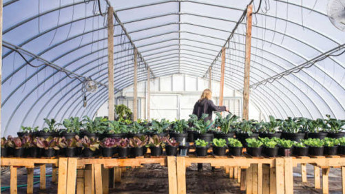 Nutrient Supply Makes A Difference In Soil Media Testing