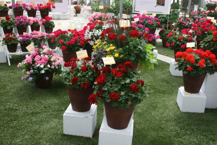 Geraniums