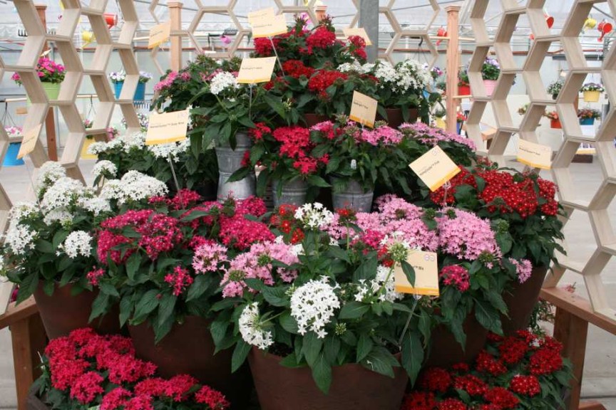 Pentas