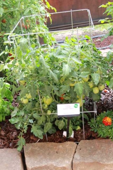 Tomato 'Sunrise Sauce' (PanAmerican Seed)