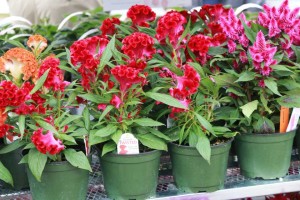 Twisted Celosia (Ball Ingenuity)