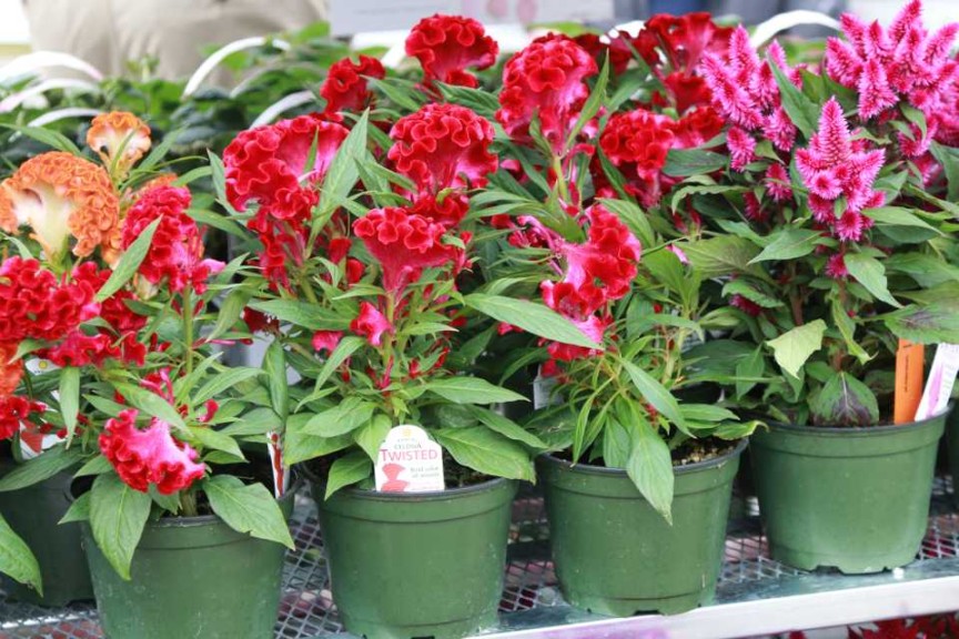Twisted Celosia (Ball Ingenuity)