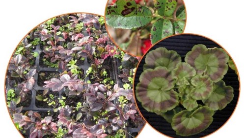 University of Florida Unveils 2022 Greenhouse Online Training Program