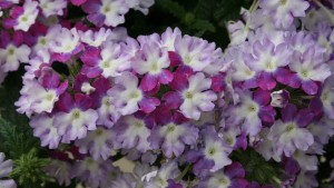 Dr. Allan Armitage Highlights His Favorite Varieties From Dümmen Orange At California Spring Trials