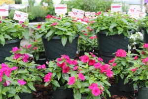 Vinca Solar Series