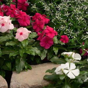Vinca 'Valiant Burgundy' from PanAmerican Seed (Oklahoma State University Field Trials)