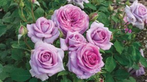 Rose Breeders Offering Several New Varieties For Growers In 2016