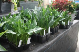 Calla 6 Packs