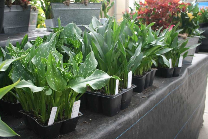 Calla 6 Packs