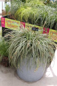 Carex Feather Falls