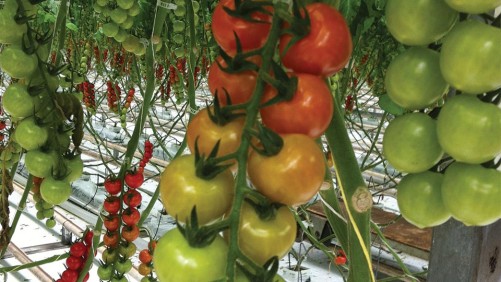 Wendy’s Going to the Greenhouse for Tomatoes