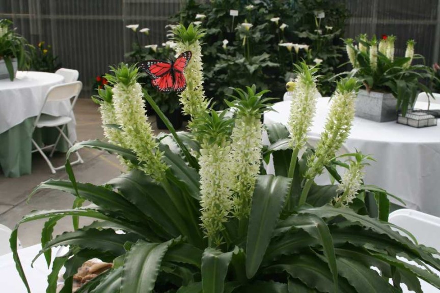 Euchomis