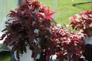 Heucherella 'Fun and Games Red Rover'