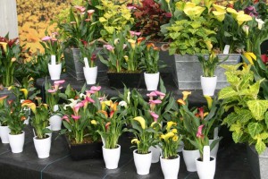 Mini Callas