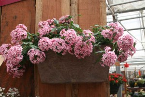 Pentas Falling Star Series (Syngenta)