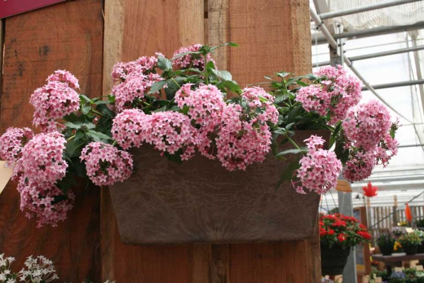 Pentas Falling Star Pink Bicolor