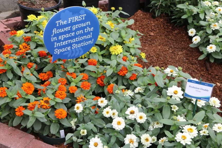 Sakata had plant speech bubbles throughout its Spring Trial displays